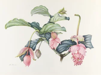 Csodálatos Medinilla